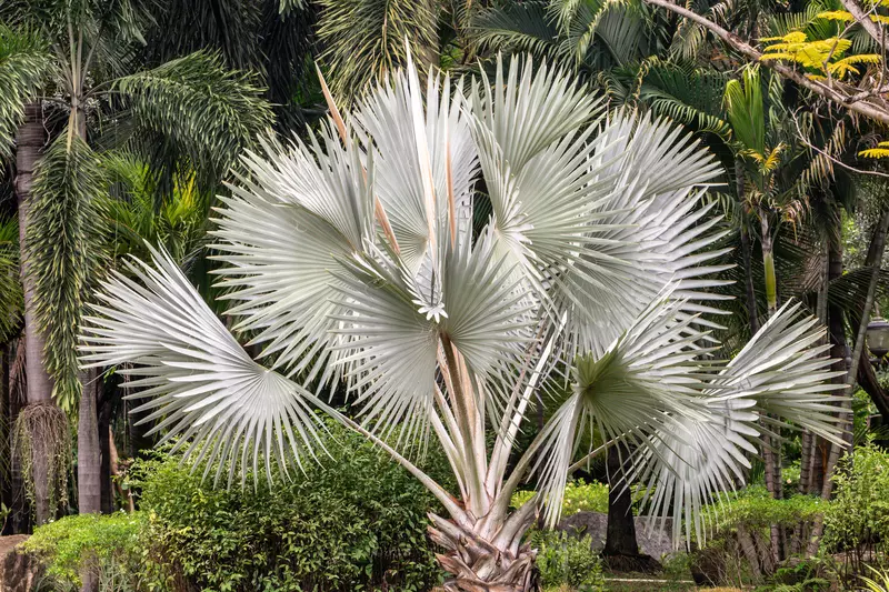 Silver Bismarck Palm ビスマルキア ノビリス シルバー 68079b5036c02.jpeg.webp