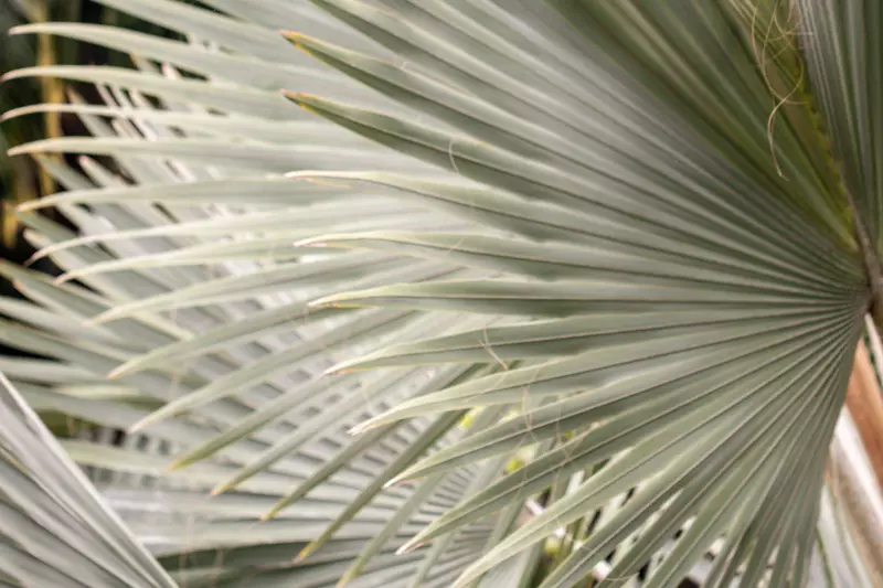 Bismarckia nobilis 'Silver' - Web page Navigation - Bismarck Palm