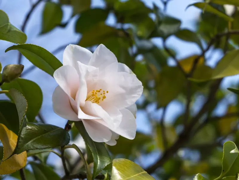 Camellia japonica - Common Bonsai,Shrub - Camellia, Japanese