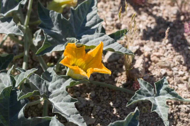 Cucurbita palmata - Web page Navigation - Coyote Gourd, Coyote Melon