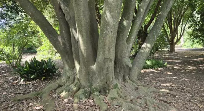 Quercus glauca - Evergreen Leaves,Hardwood - Japanese Blue Oak