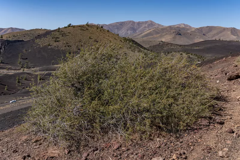 Purshia tridentata - Shrub,Shrub and Vine Seeds,Web page