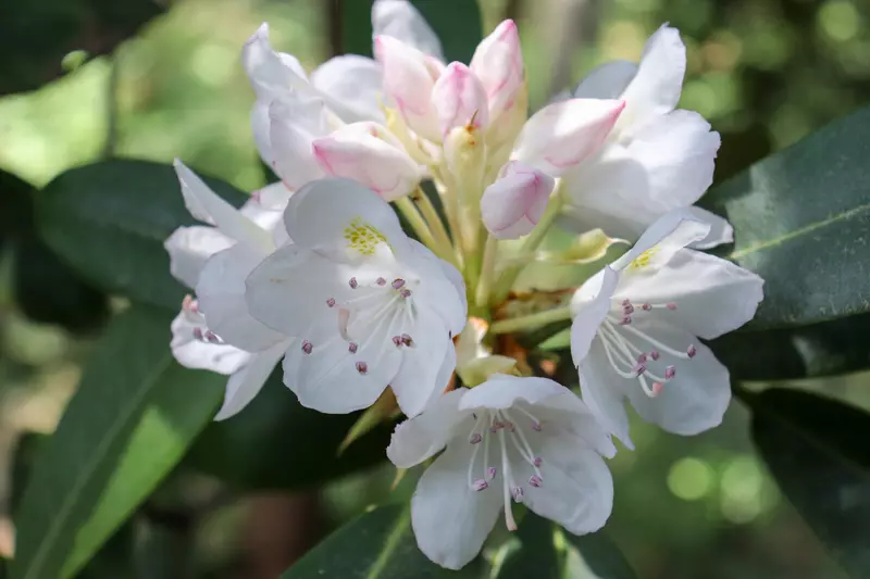 Rhododendron maximum - Shrub - Great Rhododendron, Rosebay, Rosebay  Rhododendron