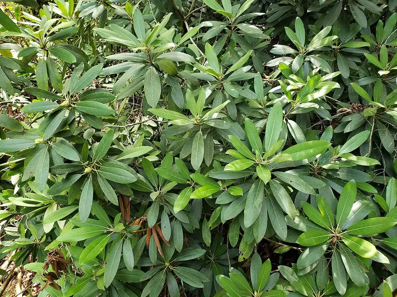 thuja spagyrik Spagyrik Mischung Fieberblasen  Drogerie Ebnat-Kappel
