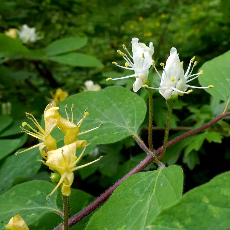 Lonicera xylosteum - Shrub - Dwarf Honeysuckle, Fly Honeysuckle