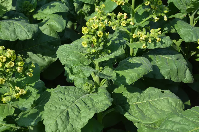 wild aztec tobacco Nicotiana rustica - Annual,Flower,Web page Navigation