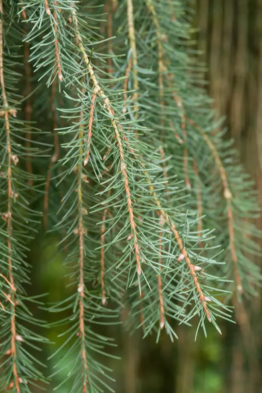 トラウティン　picea breweriana トウヒ　枝垂れ　苗 Sheffield's Seed Company