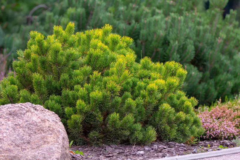 Pinus mugo var. pumilio - Common Bonsai,Conifer - Dwarf Mugo Pine