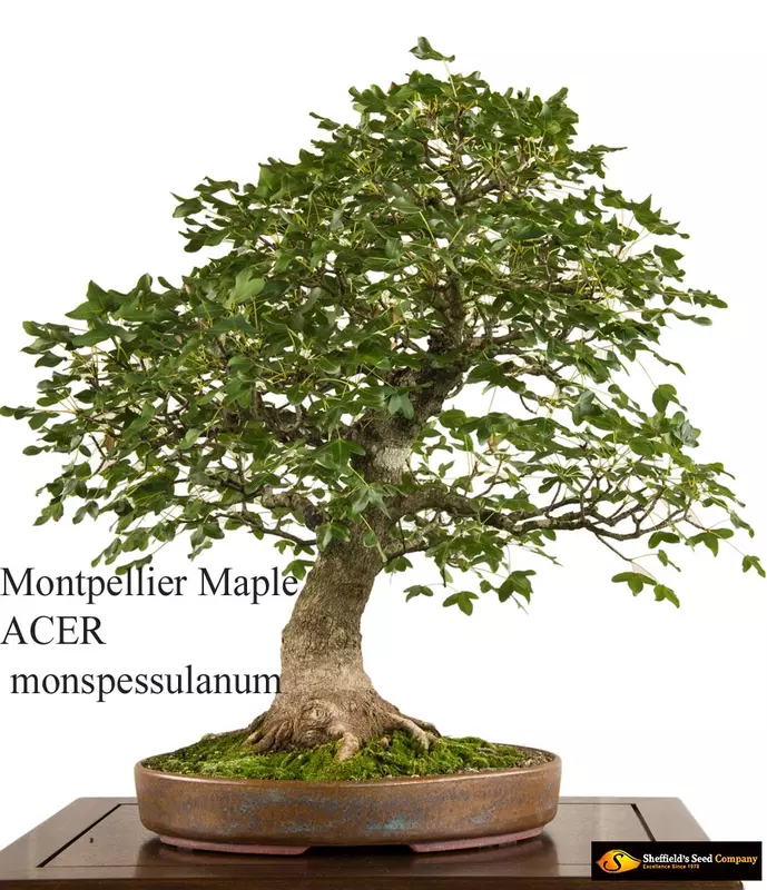 goldregen bonsai Seedeo® Goldregen (Laburnum anagyroides) 35 Samen main image 1