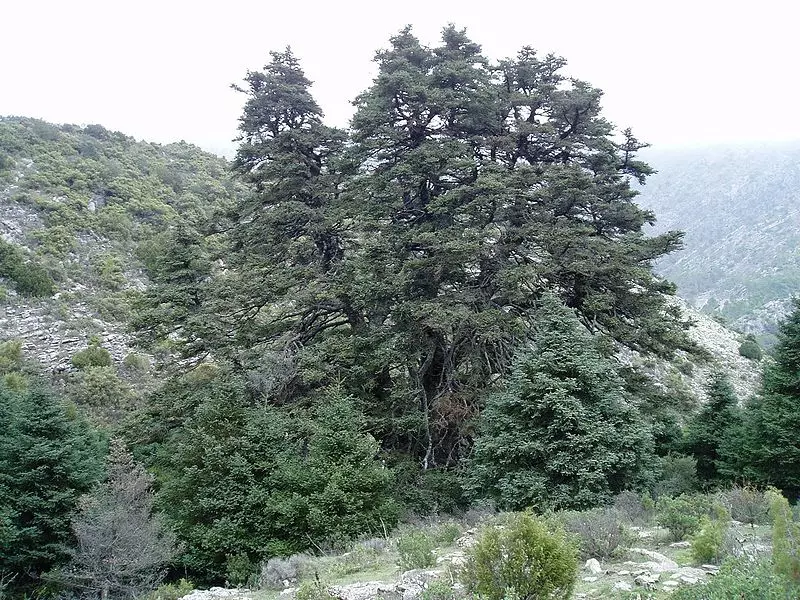 Abies pinsapo 'Glauca' - Conifer - Blue Spanish Fir