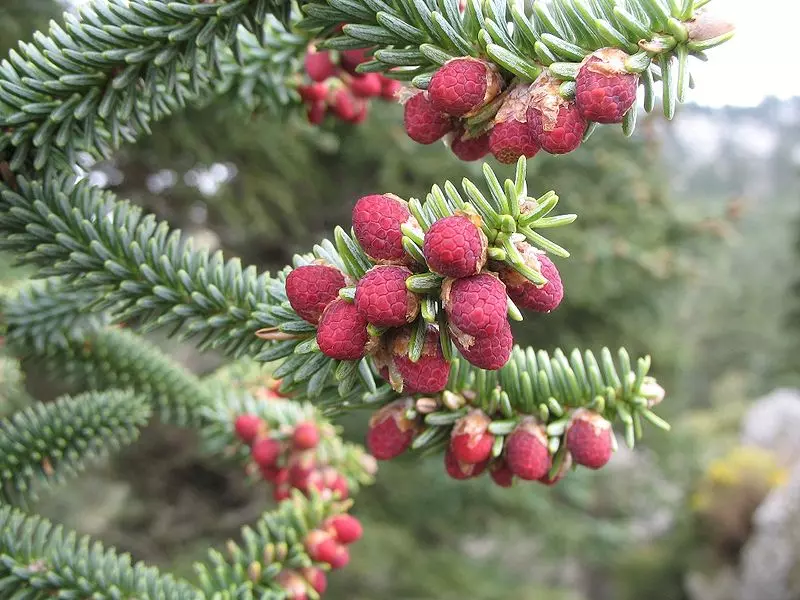 Abies pinsapo 'Glauca' - Conifer - Blue Spanish Fir