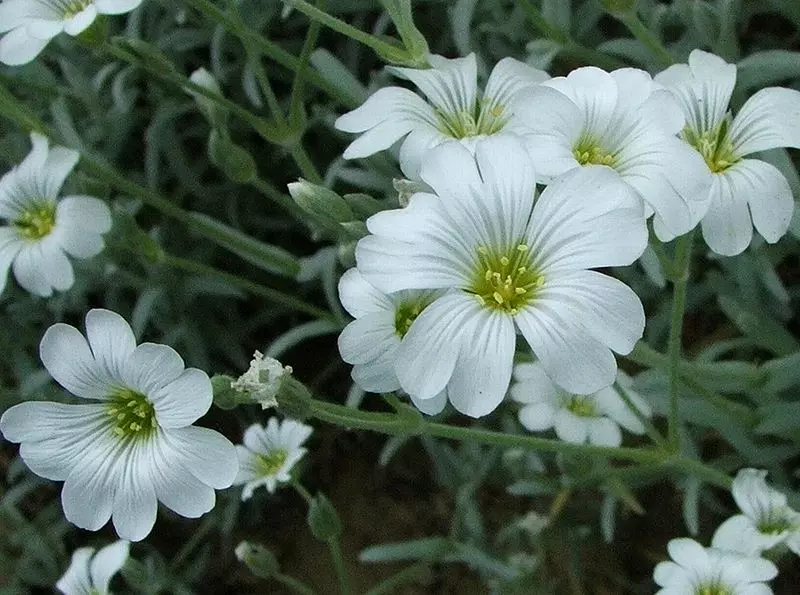 Sheffield's Seed Company