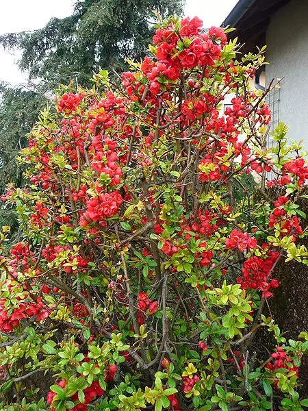 期間限定値下げ！早い者勝ち！　ＦＬＯＲＡＥ　ＪＡＰＯＮＩＣＡＥ　ＦＡＭＩＬＩＡＥ Camellia japonica - Common Bonsai,Shrub - Camellia, Japanese