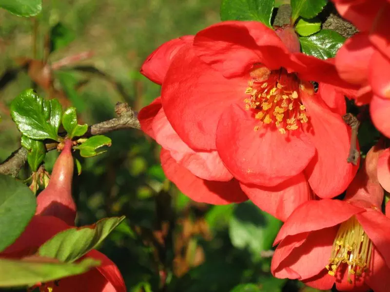 期間限定値下げ！早い者勝ち！　ＦＬＯＲＡＥ　ＪＡＰＯＮＩＣＡＥ　ＦＡＭＩＬＩＡＥ Camellia japonica