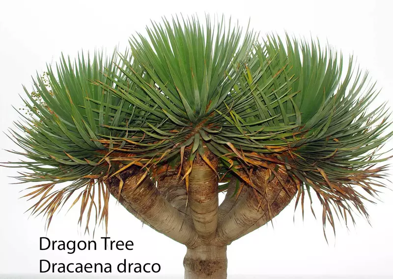 最終値下げ ④【希少】ドラセナ ドラコ/Dracaena draco※本物 最終値下げ ④【希少】ドラセナ ドラコ/Dracaena draco※本物