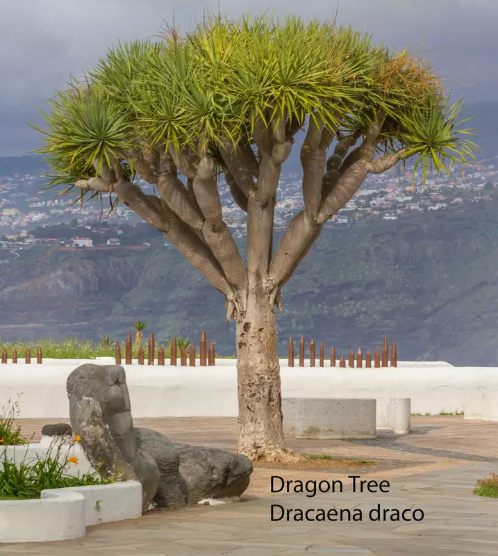 Dracaena_draco_5464313.jpg.webp
