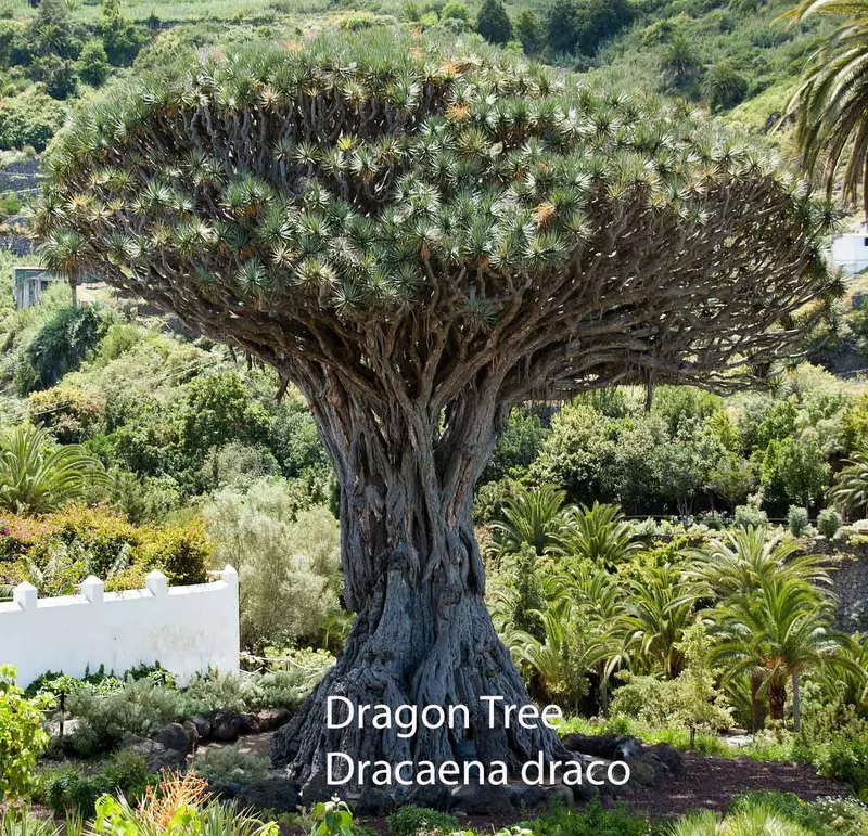 最終値下げ ① 【希少】ドラセナ ドラコ/Dracaena draco※本物 最終値下げ ③【希少】ドラセナ ドラコ/Dracaena draco※本物
