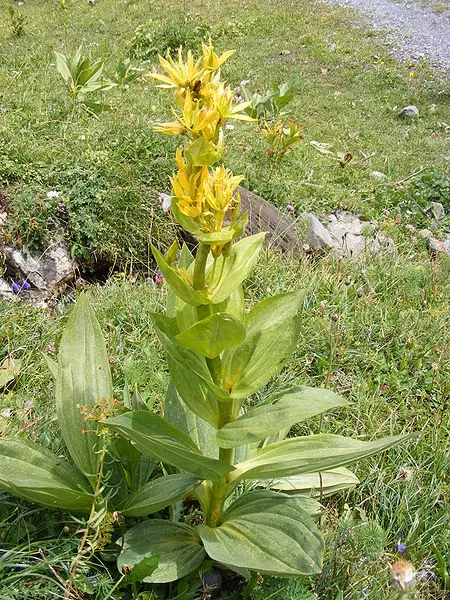 Gentiana lutea - Herbaceous Plants,Medicinal Herbs,Perennial,Wildflowers -  Yellow Gentian