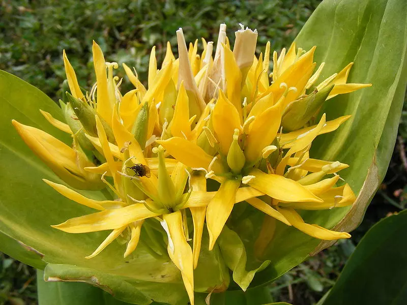 Gentiana lutea - Herbaceous Plants,Medicinal Herbs,Perennial,Wildflowers -  Yellow Gentian