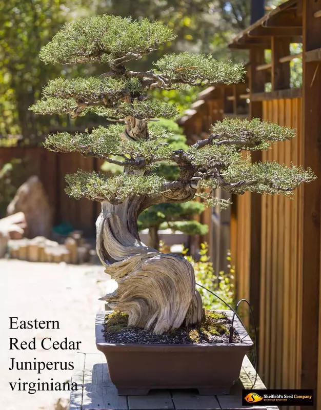 Juniperus virginiana midwestern eco-type - Common Bonsai,Conifer - Eastern  Red Cedar, Eastern Redcedar