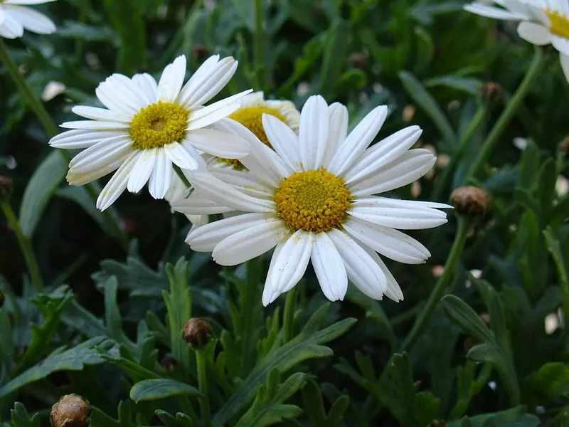 Leucanthemum_maximum_9120475.