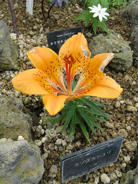 P. willinckii ’Jenny’ TC 1613 Sheffield's Seed Company