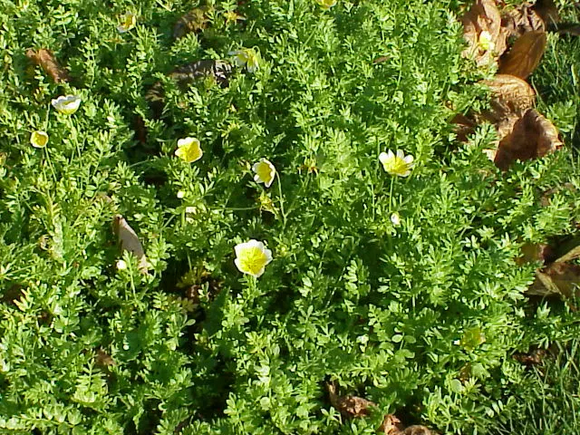 Limnanthes douglasii - Web page Navigation - Douglas' Meadowfoam, Poached  Egg Flower