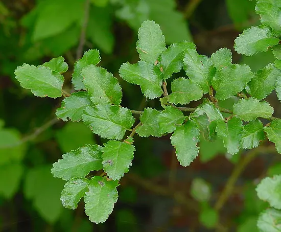 Nothofagus antarctica - Common Bonsai,Deciduous - Antarctic Beech, Nirre