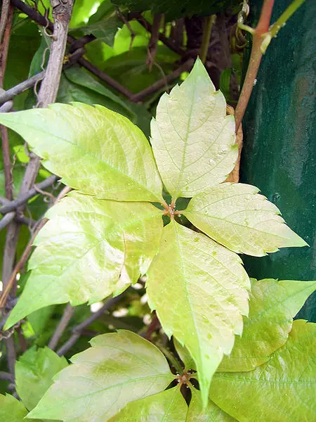 Parthenocissus quinquefolia - Wikipedia