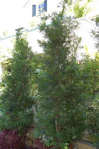 thuja occidentalis sorten Thuja occidentalis 'Brabant' Konifere (Lebensbaum) | 100-120 cm mit  Wurzelballen main image 1