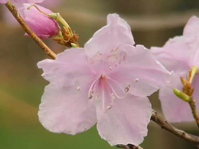 rhododendron einsetzen 3er-Set Rhododendron / Alpenrose – Lila, Rosa & Weiß – Immergrüne  winterharte Gartenpflanzen – Blühsträucher für Beet, Balkon & Kübel – Höhe  inkl.