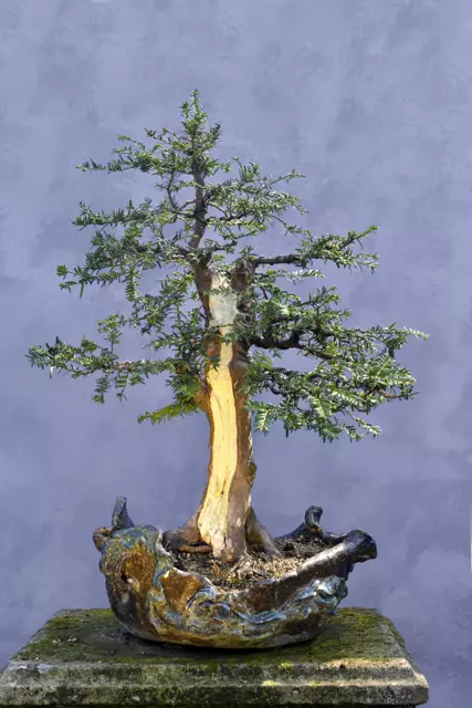 English Yew Bonsai Tree - Taxus baccata