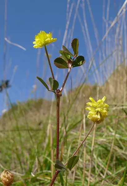 Trifolium_campestre_1327.jpg.webp