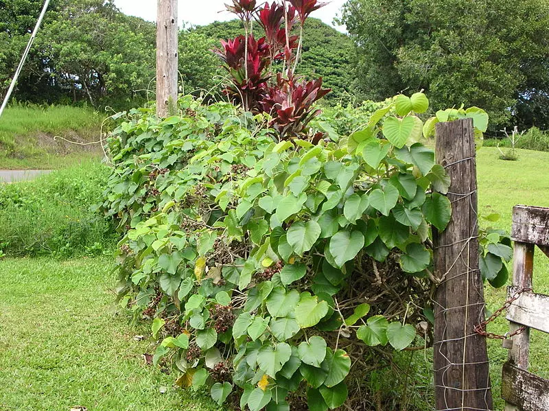 Pansaar - Elephant Creeper سمندر سوگھ Samandar Shokh (Hawaiian Baby  Woodrose) is a plant from the Convolvulaceae family it also knows as  Elephant Creeper, silky elephant glory, woolly morning glory. It is