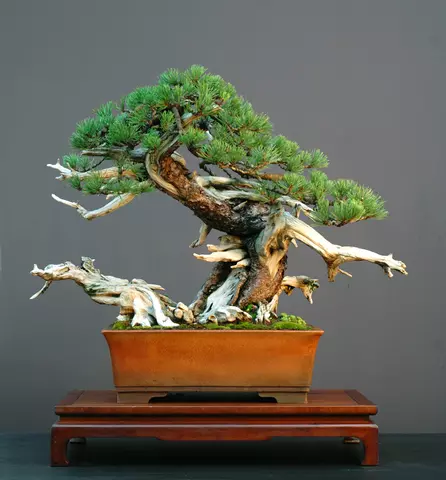 Pinus mugo var. pumilio - Common Bonsai,Conifer - Dwarf Mugo Pine