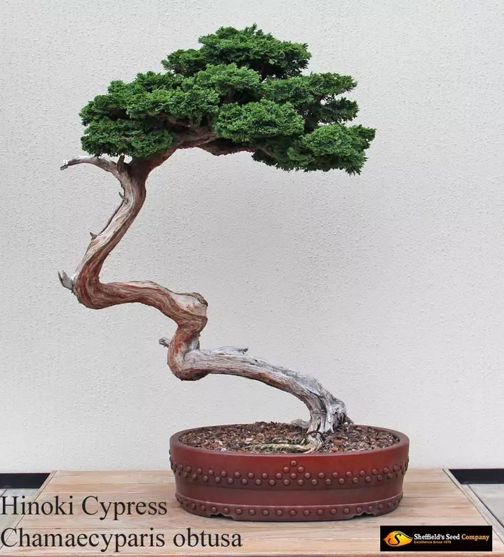 Hinoki Cypress Bonsai - /data/6342539/cypress---hinoki-4.jpg