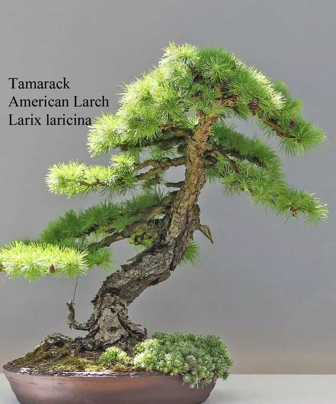 Tamarack, American Larch Bonsai - /data/6342542/Tamarack1.jpeg