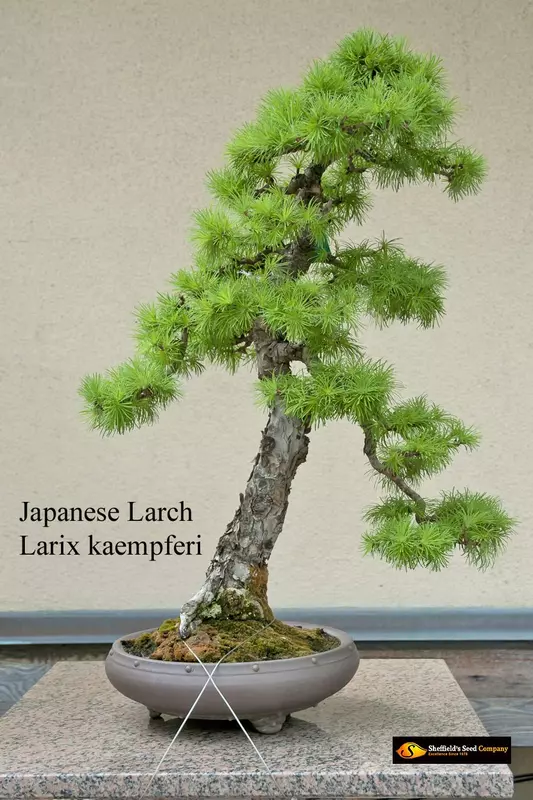 Japanese Larch Bonsai - /data/6342543/Larch,-japanese--Larix-kaempferi2.jpeg