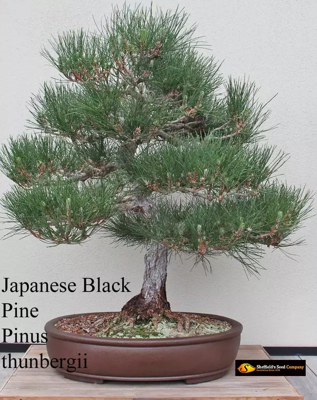 Japanese Black Pine Bonsai - /data/6342544/black-pine-2.jpeg
