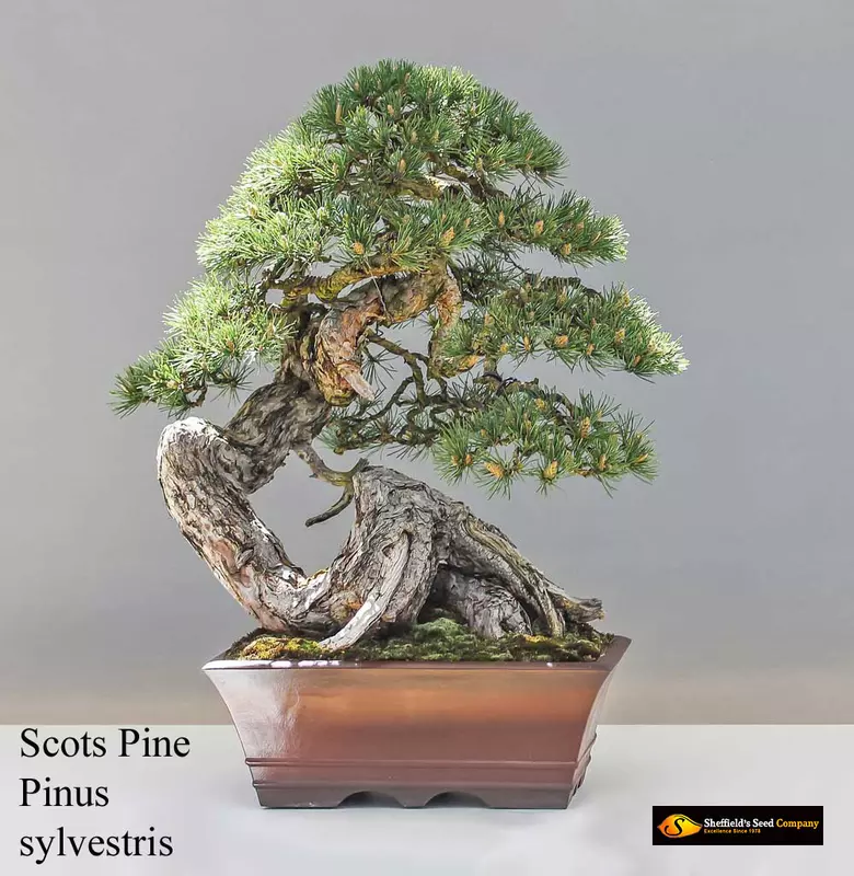 Scots, Scotch Pine Bonsai - /data/6342547/pine-scots--pinus-sylvestris2.jpeg