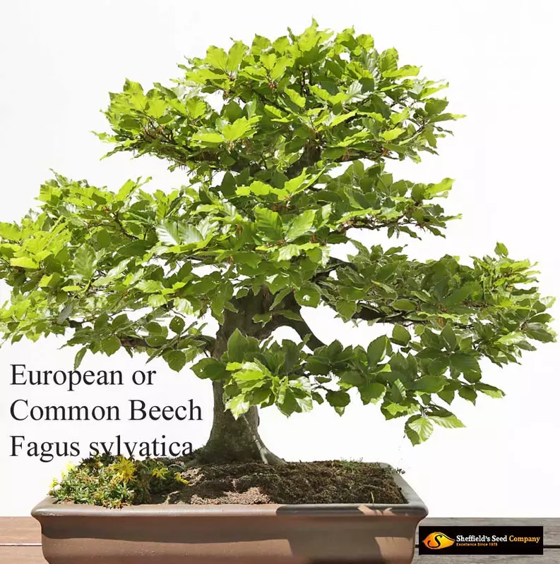 Common European Beech Bonsai - /data/6342551/european-beech-2.jpeg