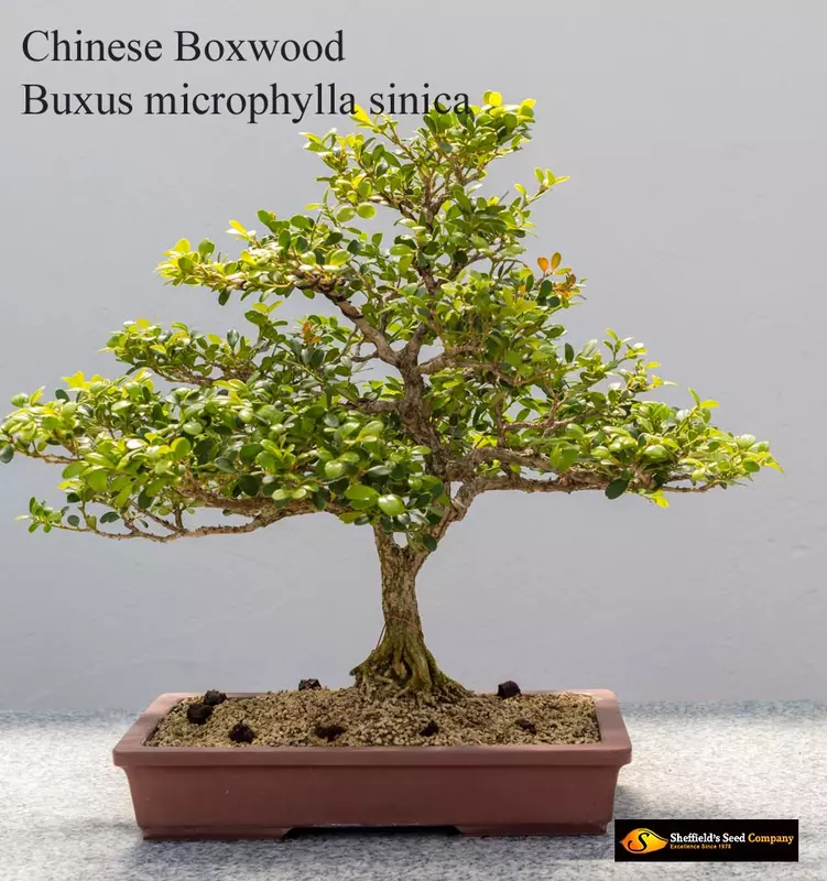 Chinese Boxwood Bonsai - /data/6342552/boxwood---chinese1.jpeg