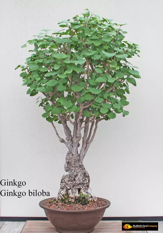 Ginkgo Maindenhair Tree Bonsai - /data/6342554/Ginkgo-Ginkgo-biloba1.jpeg