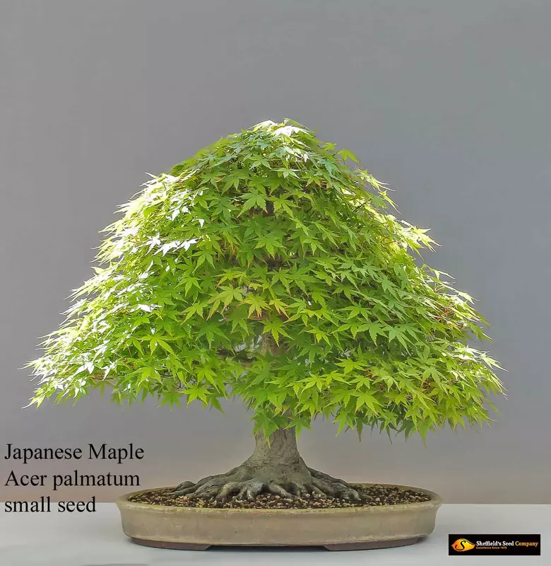 Japanese Maple Bonsai - /data/6342557/maple--japanese-acrer-palmatum-green-leaves1.jpeg