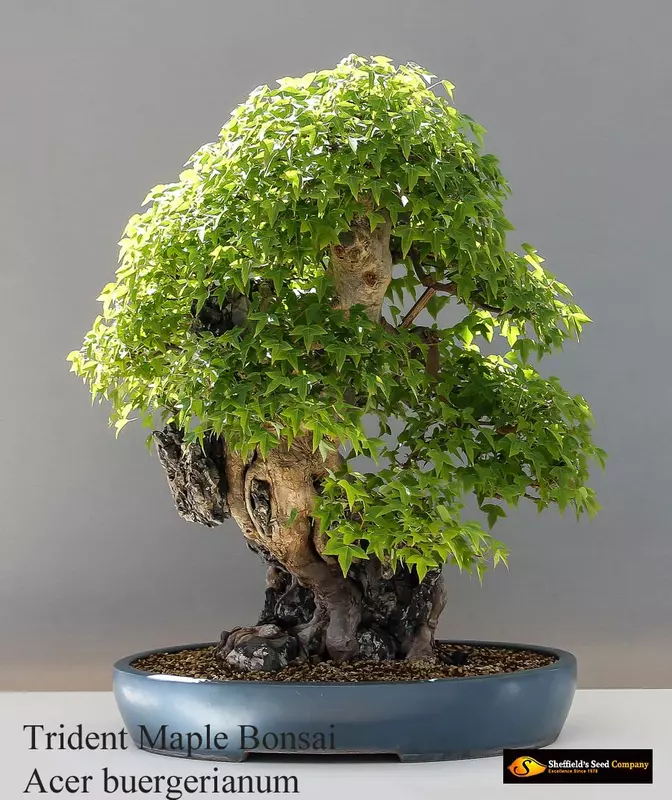 Trident Maple Bonsai - /data/6342559/trident-maple1.jpeg