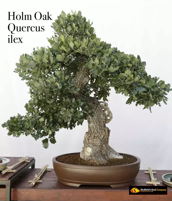 Holm Oak Bonsai - /data/6342561/oak,-holm-quercus-ilex2.jpeg