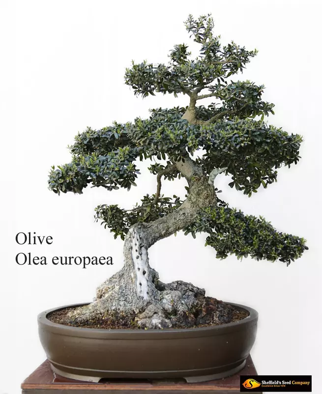 Olive Tree Bonsai - /data/6342563/Olive1.jpeg