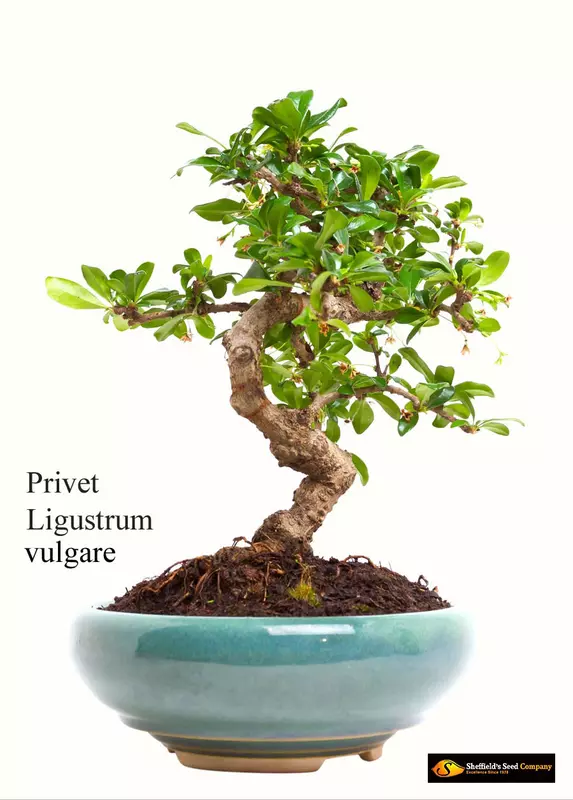 Common Privet Bonsai - /data/6342564/privet,-ligustrum-vulgare1.jpeg