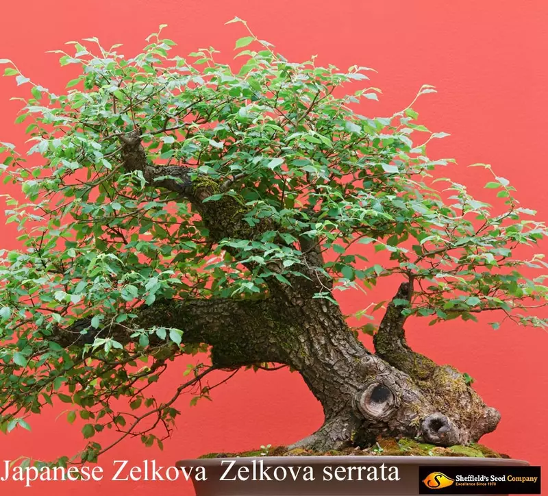 Japanese Zelkova Bonsai - /data/6342565/japanese--zelkova2.jpeg