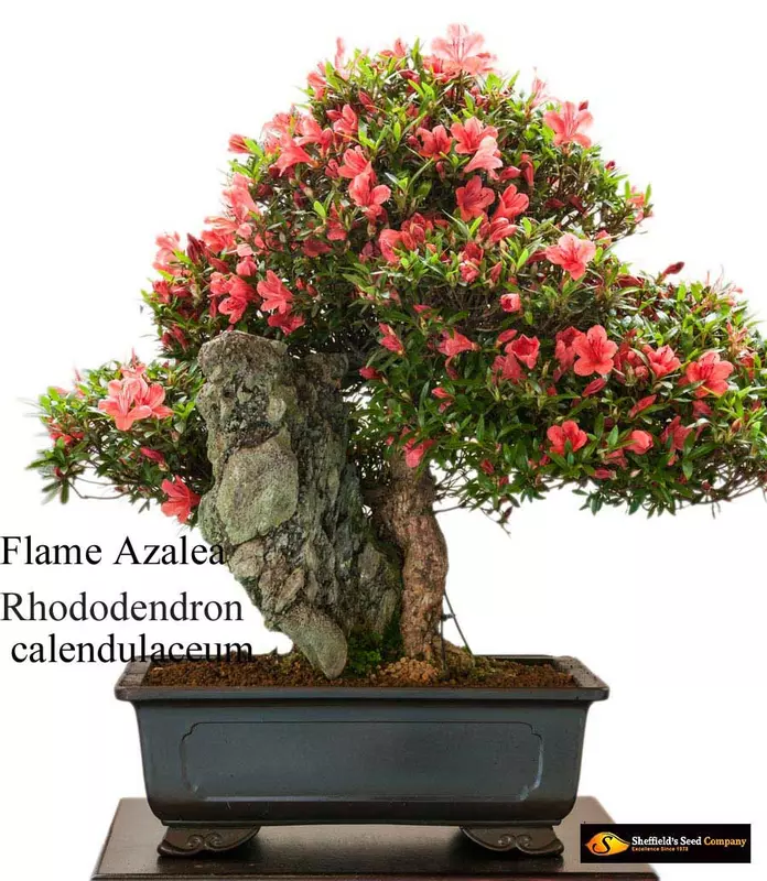 Flame Azalea Bonsai - /data/6342567/azalia-flame-Rho-cale1.jpeg